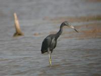 Little Blue Heron 